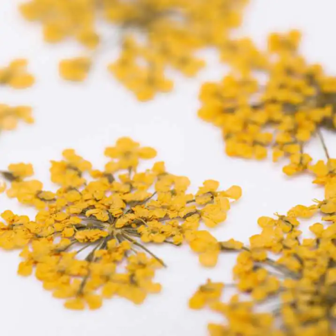 Decoración de uñas Flores secas - Naranja