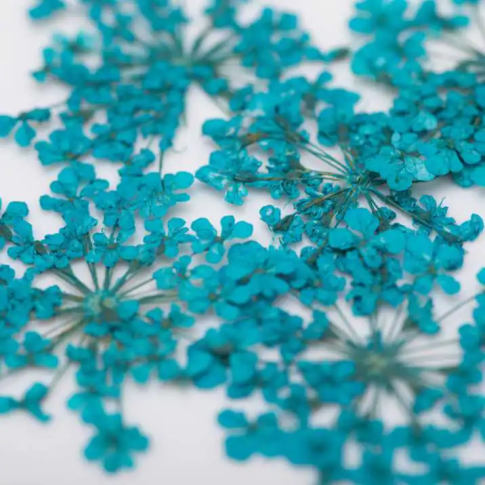 Paillettes pour ongles - fleurs séchées - turquoise