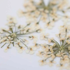 Nail Ornament Dried Flowers - White 
