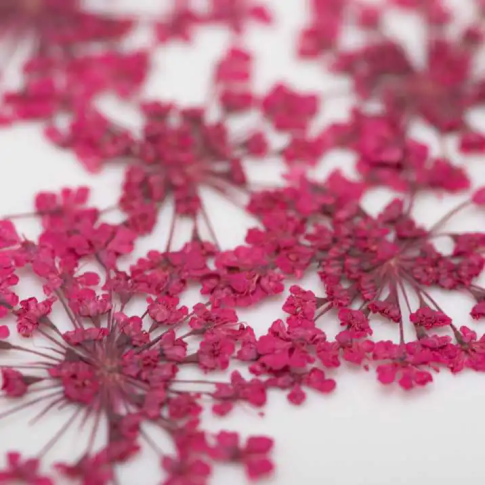 Decoración de uñas con flores secas fucsia