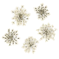Decoraciones para uñas Flores secas - Blanco